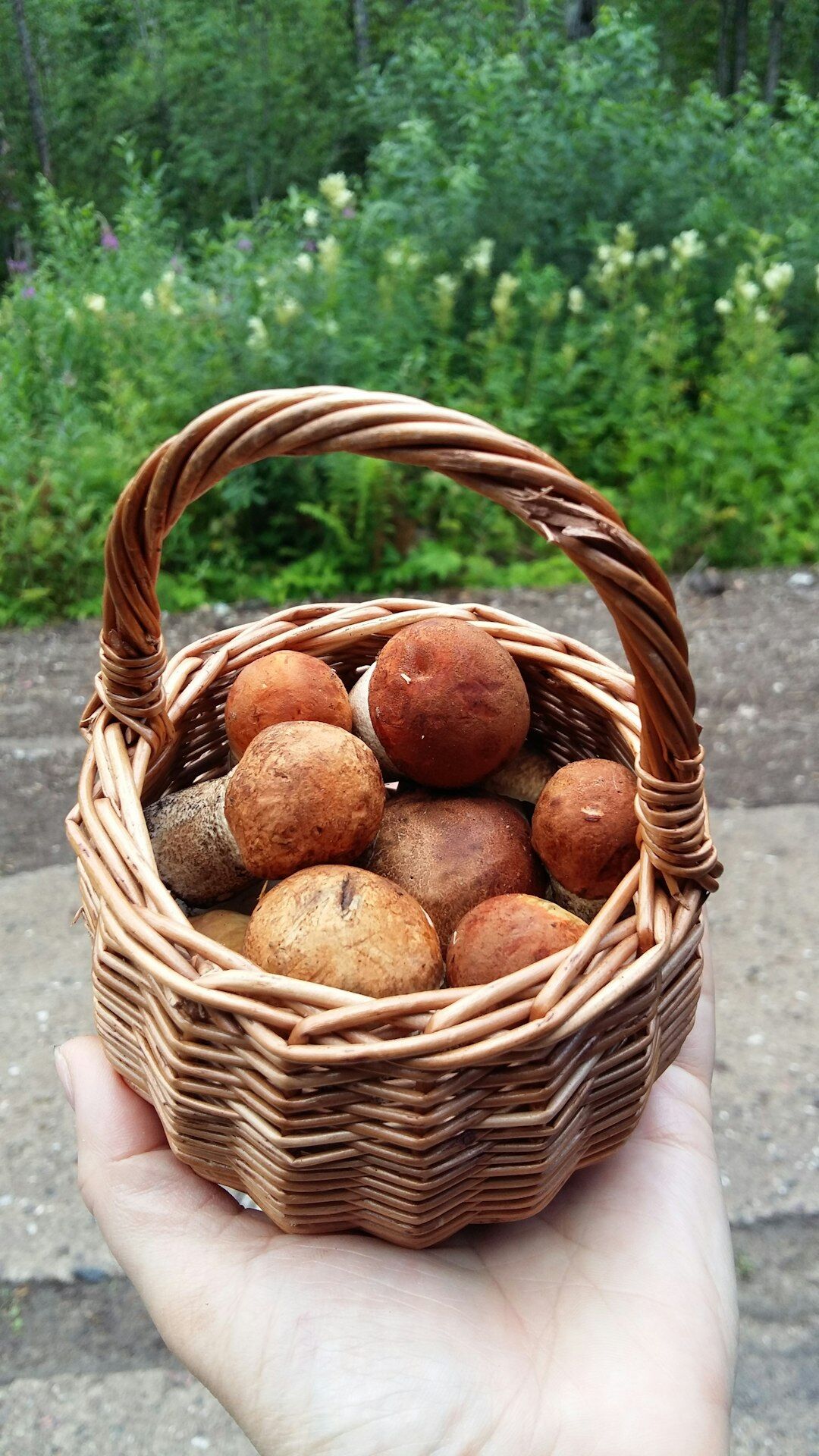 Basket of freshly picked autumn mushrooms and apples